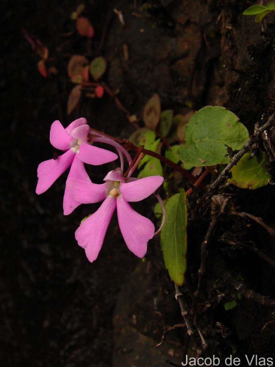Impatiens acaulis Arn.